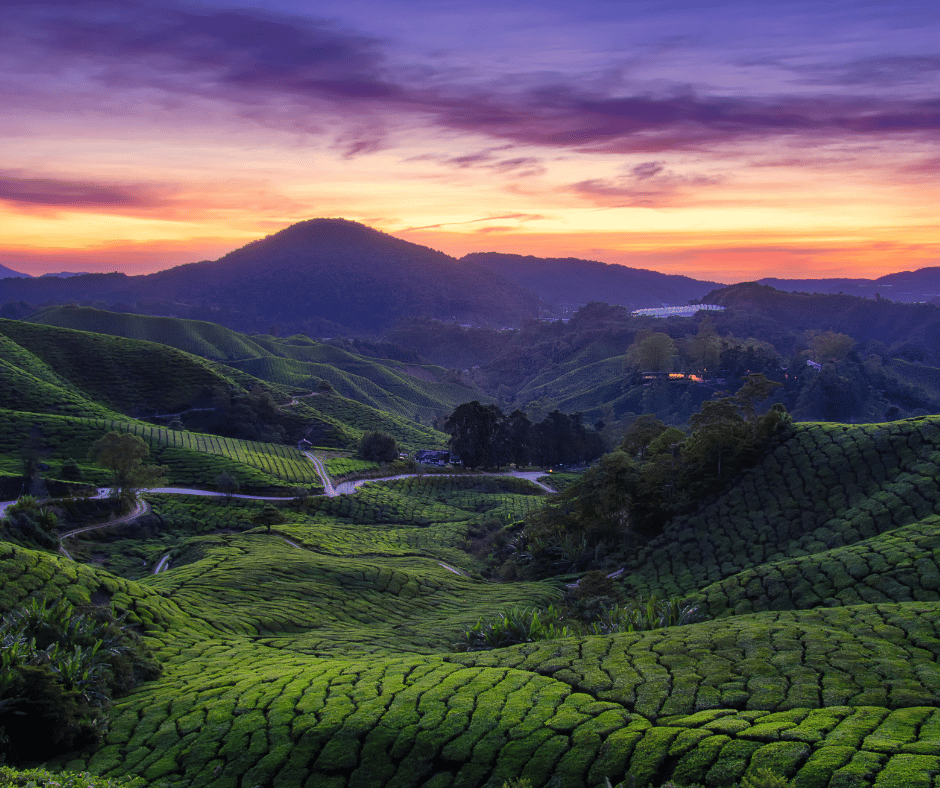Cameron Highlands